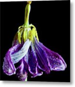 Dancing Tulip Metal Print