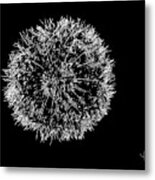 Dandelion 2 Metal Print