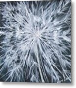 Dandelion Metal Print