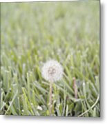 Dandelion In The Grass Metal Print