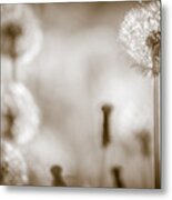 Dandelion Monochrome No 1 Metal Print