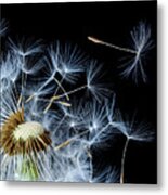 Dandelion On Black Background Metal Print