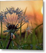 Dandelion Sunset 2 Metal Print