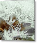 Dandelion With Droplets Ii Metal Print