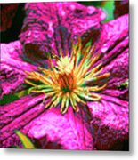 Daring Clematis Metal Print