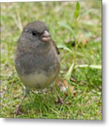 Dark-eyed Junco Metal Print