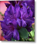 Dark Purple Rhododendrons Metal Print