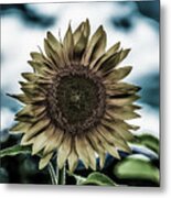 Dark Sunflower Metal Print