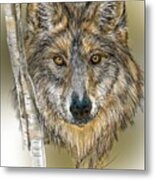 Dark Wolf With Birch Metal Print