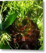 Dawning Succulents Metal Print