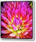 Dazzling Dahlia. It Comes In So Many Metal Print