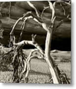 Dead Tree In Death Valley 13 Metal Print