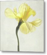 Decadent Daffodil Metal Print