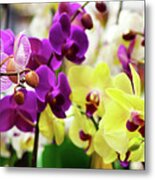 Decorative Orchids Still Life B82418 Metal Print