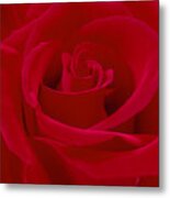 Deep Red Rose Metal Print