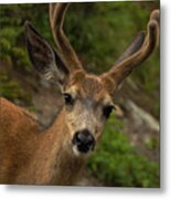 Deer Iii Metal Print