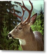 Deer In Profile Metal Print