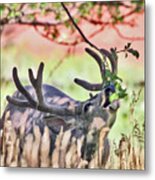Deer In The Orchard Metal Print