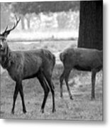 Deer Metal Print