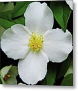 Delicate Dogwood Metal Print