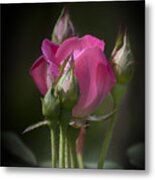 Delicate Rose With Buds Metal Print