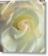 Delicate Soft White Rose Metal Print