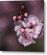 Delightful Pink Prunus Flowers Metal Print