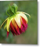 Demure Dahlia Bud Metal Print