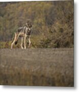 Denali Park Wolf Metal Print