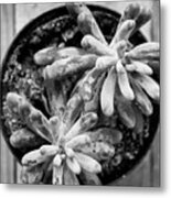 Desert Cactus And Succulents 074 Metal Print