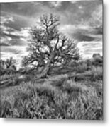 Devils Canyon Tree Metal Print