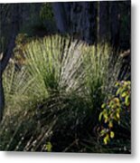 Dew On A Grass Tree Metal Print