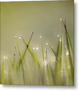 Dew On Grass Metal Print