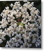 Dew On Queen Annes Lace Metal Print