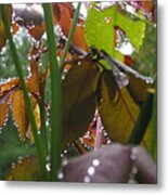 Dew On Rose Bush 2 Metal Print