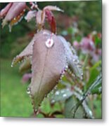 Dew On Rose Bush Metal Print