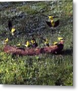 Goldfinch Convention Metal Print