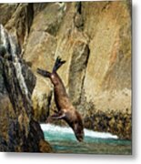 Sea Lion Nose Dive Metal Print