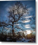 Do You Believe In Ents? Metal Print