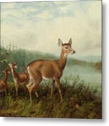 Doe And Fawns By Long Lake Metal Print