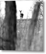 Doe In Autumn Black And White Metal Print