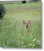 Doe In Grass Metal Print