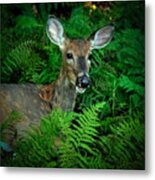 Doe In The Woods Metal Print