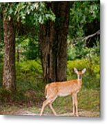 Fawn In The Woods Portrait Metal Print