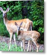 Doe With Fawn Metal Print