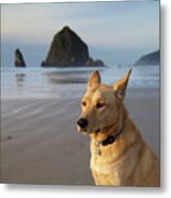 Dog Portrait @ Cannon Beach Metal Print