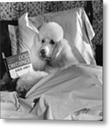 Dog Reading In Bed Metal Print