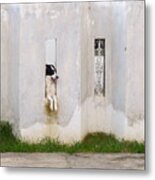 Dog Watching Metal Print