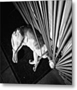Dog.net

#dog #animal #pet #instadog Metal Print