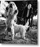 #dogsofinstagram #doglover #dog #animal Metal Print